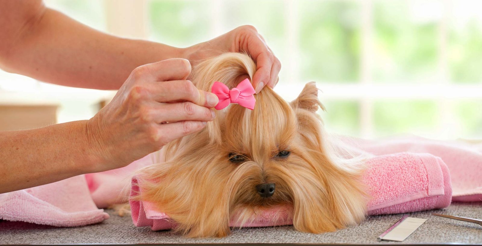 Island Dog Spa | Luxury for your dog.